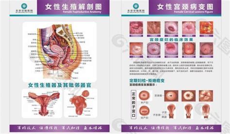 女性私处|解剖学高清图谱 女性生殖系统